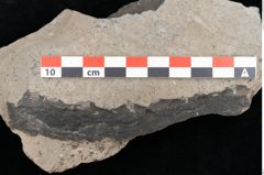 Foto (Detailansicht) von Voltzia heterophylla Brongniart (NHMW-GEO-2024-0188-10578)